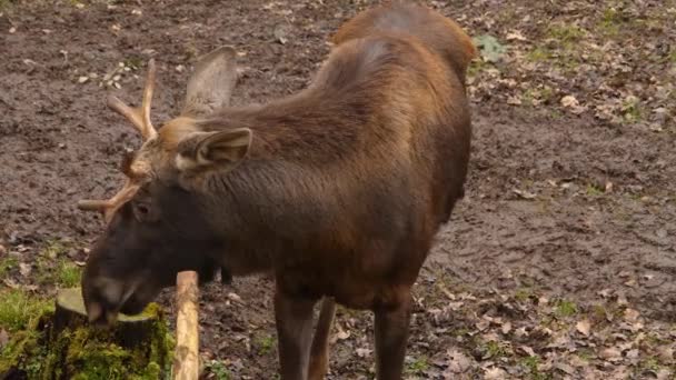 Close Moose — Stock Video