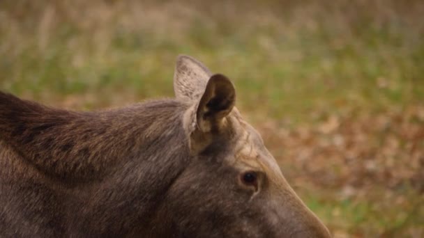 말코손바닥사슴 가까이 — 비디오
