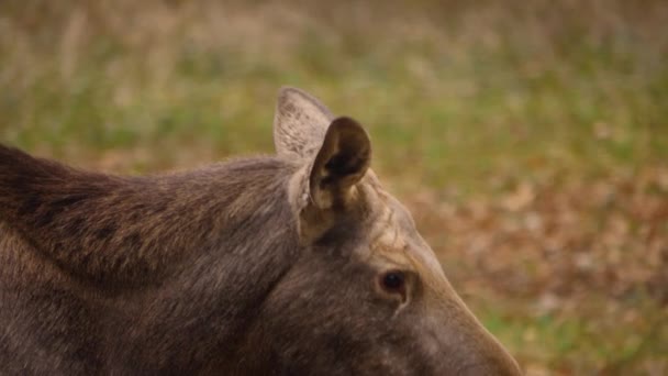 Närbild Från Älg — Stockvideo