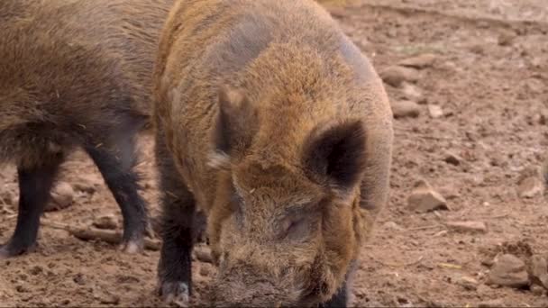 Close Wild Boar Pig — Stock Video