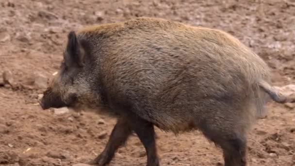 Primo Piano Del Maiale Cinghiale — Video Stock