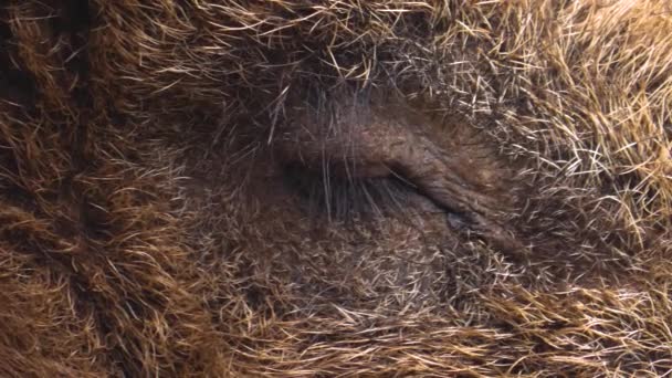 Großaufnahme Von Wildschweinen — Stockvideo