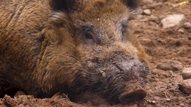 Sluiten Van Wild Zwijn Varken — Stockvideo