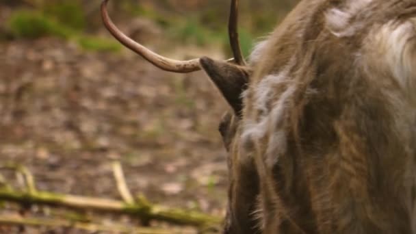 Gros plan sur Reindeer