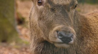 Kızıl geyiğe yaklaş.