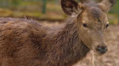 Kızıl geyiğe yaklaş.