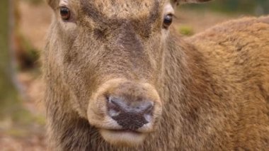 Kızıl geyiğe yaklaş.