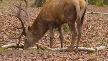 Kızıl geyiğe yaklaş.