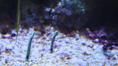 Su altı solucanlarını kapatın.