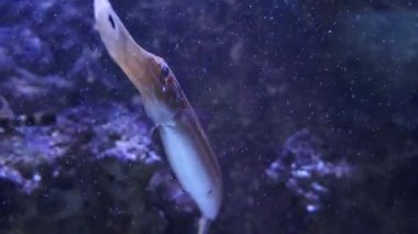 Trompet balıklarına yaklaş.