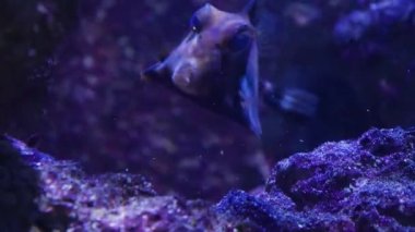 Piramit inek balığını kapat