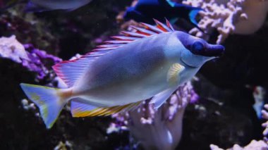 Siganus vulpinus Foxface 'in suyun altında yüzerken yakınına.