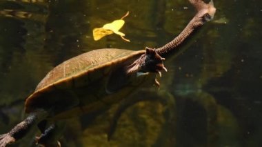 Yılan boyunlu kaplumbağaya yaklaş.
