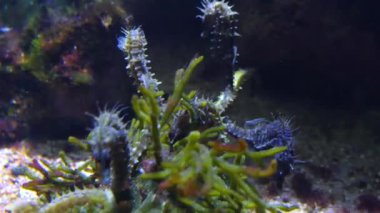 Bir grup deniz atının etrafını sarın.