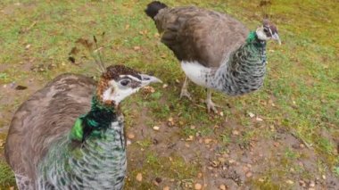 Erkek tavus kuşuna yaklaş