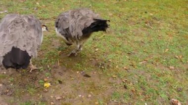 Erkek tavus kuşuna yaklaş