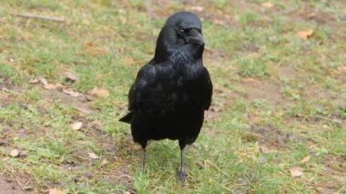 Kuzgun kargayı kapat.