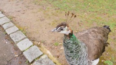 Erkek tavus kuşuna yaklaş