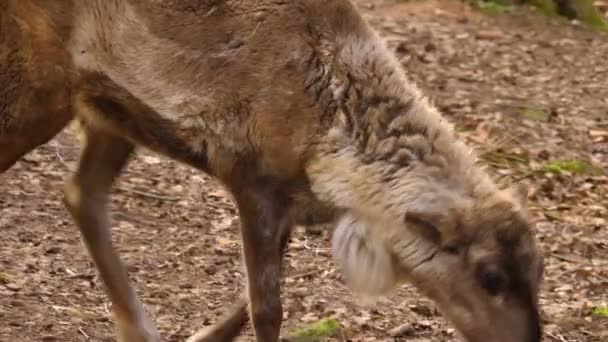 Gros plan sur Reindeer