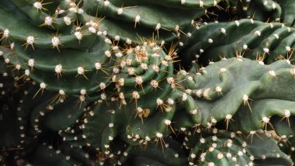 Zbliżenie Kaktusa Pustyni — Wideo stockowe