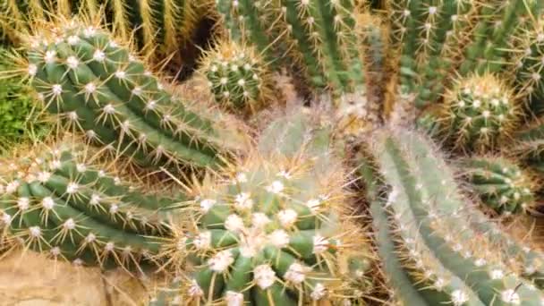 Gros Plan Cactus Dans Désert — Video