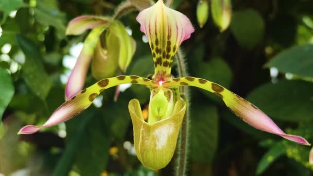 Primer Plano Orquídea — Vídeos de Stock