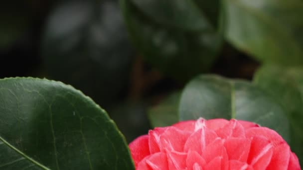 Close Japansk Camellia Blomstre – Stock-video