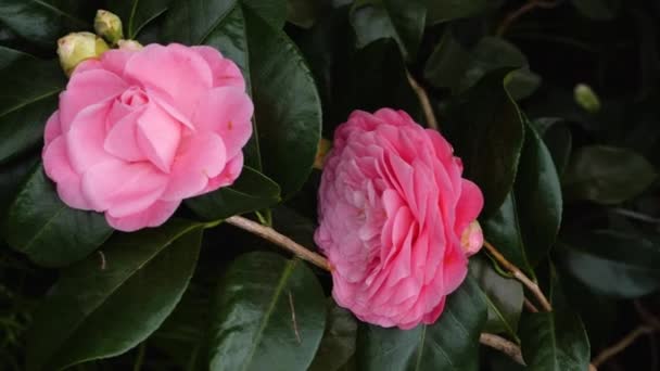 Gros Plan Sur Fleur Camélia Japonaise — Video