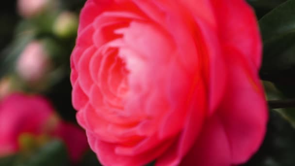 Зворотний Фокус Ззаду Спереду Сковородою Навколо Квітки Троянди Японська Камелія — стокове відео