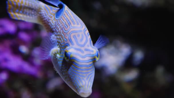 Close Colorful Pufferfish Floating Slowly — Stock Video