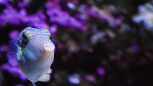 Close Colorful Pufferfish Floating Slowly — Stock Video