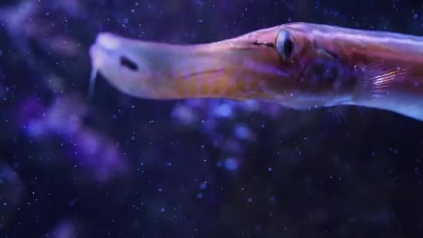 Primo Piano Del Pesce Tromba — Video Stock