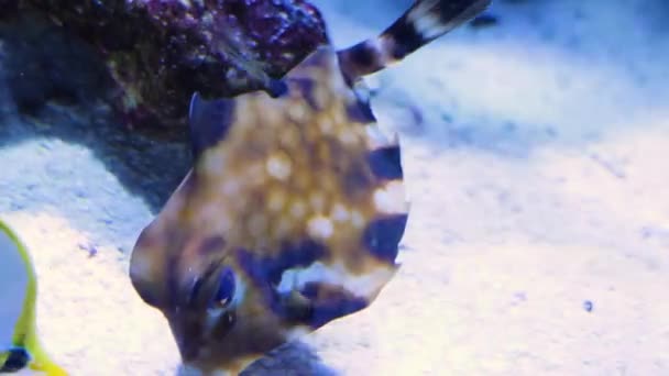 Piramit Inek Balığını Kapat — Stok video