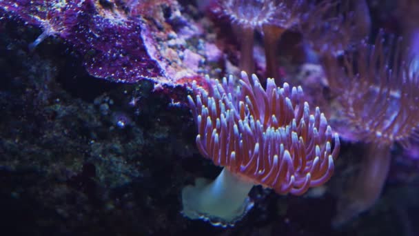 Anemone Aus Nächster Nähe — Stockvideo