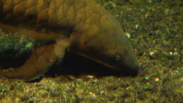 Queensland Lungenfisch Unter Wasser Saugt Steine Aus Dem Boden Durch — Stockvideo