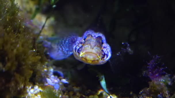 Bunte Blaue Fische Verstecken Sich Unter Einem Felsen — Stockvideo