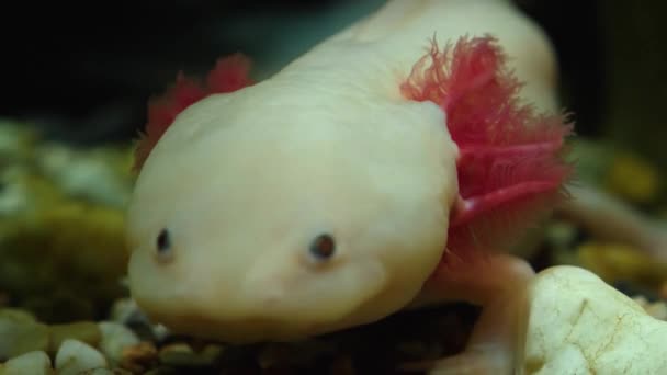 Zbliżenie Meksykańskiego Aksolotlu Salamandry Pod Wodą — Wideo stockowe