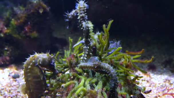 Close Van Een Groep Zeepaardjes Hangend Rond Wat Zeewier — Stockvideo