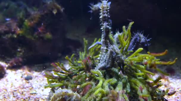 一群海马围在一些海藻上 — 图库视频影像