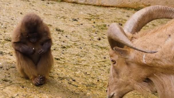 Goat Watching Monkey Eat — Stock Video