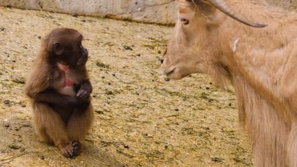 Cabra Está Mirando Mono Comer Mono Que Salta Sobre Cabra — Vídeo de stock