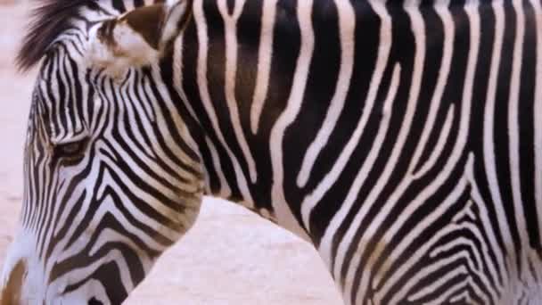 Close Zebra Walking — Stock Video