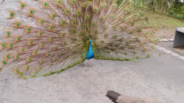 Gros plan de paon mâle