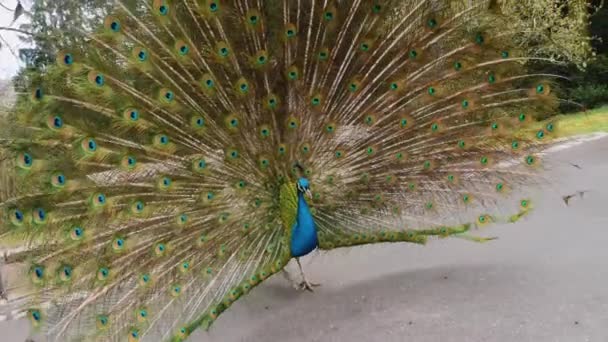 Gros plan de paon mâle