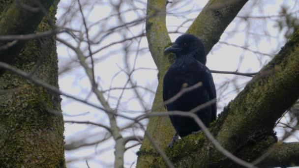 Gros Plan Corbeau Corbeau — Video