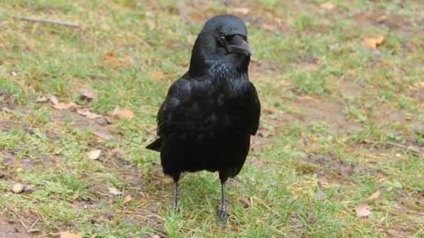 Gros Plan Corbeau Corbeau — Video