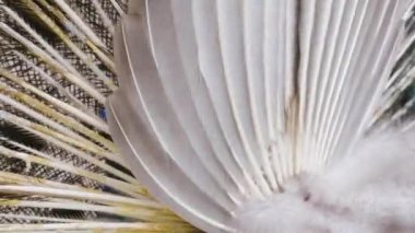 Erkek tavus kuşuna yaklaş