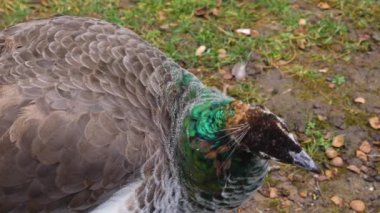 Erkek tavus kuşuna yaklaş