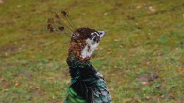 Erkek tavus kuşuna yaklaş