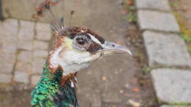 Erkek tavus kuşuna yaklaş